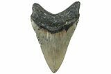 Fossil Megalodon Tooth - North Carolina #309499-2